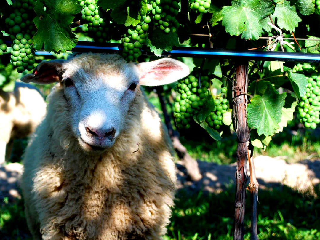 A sheep wanders in the vines at a winery.