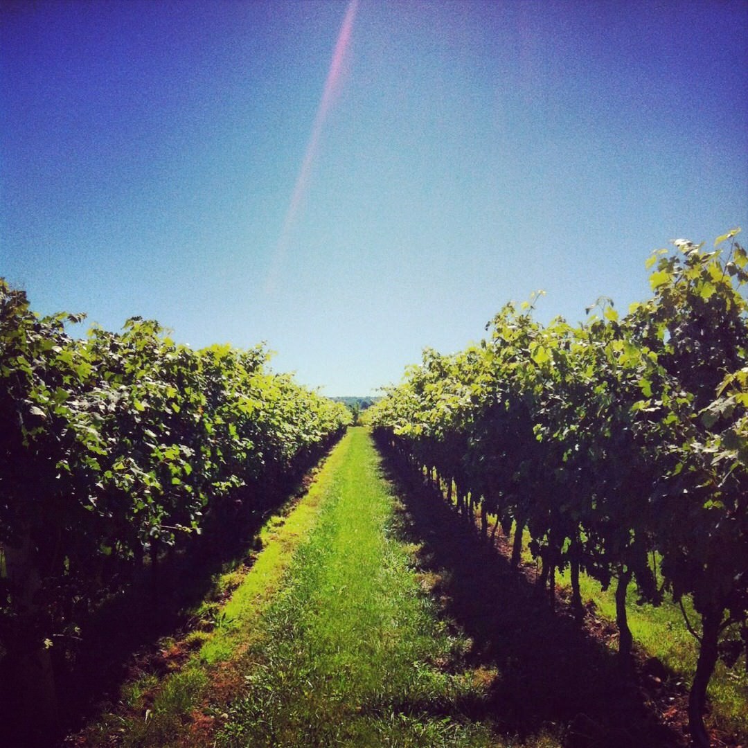 Twenty Valley Wineries Destination Ontario