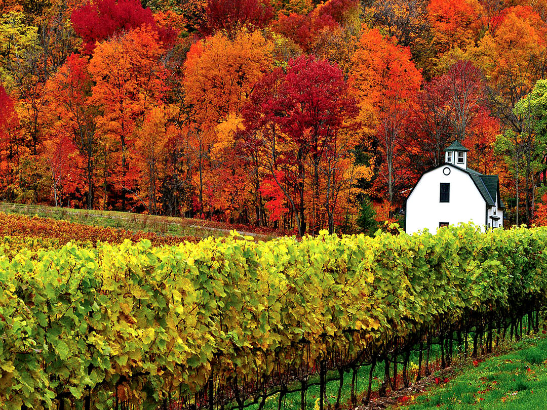 Dramatic fall foliage and deep green vineyards surround a white building.