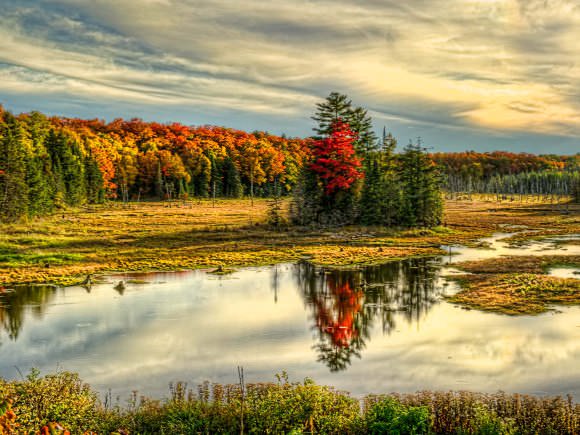 A colourful forest beside a body of water