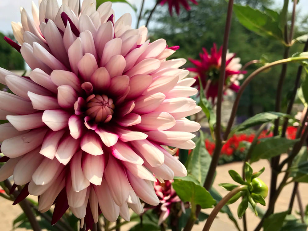 Nahaufnahme einer wunderschönen Blume