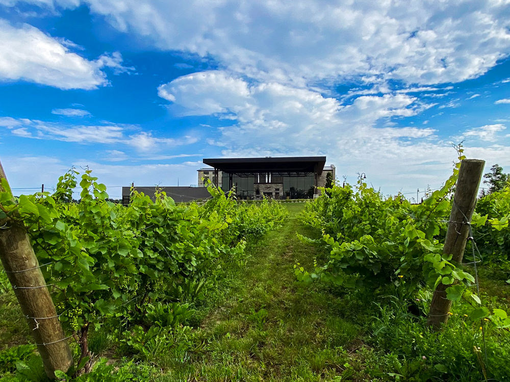 Des vignes verdoyantes poussent devant un domaine viticole.