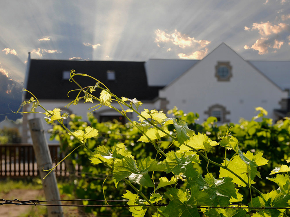 Sonnenstrahlen brechen durch die Wolken über einem Weingut und Weinberg