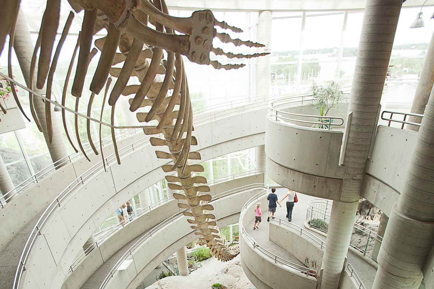 Un fósil de dinosaurio cuelga en el medio entre los pasillos en espiral, mientras las familias caminan por los pasillos.