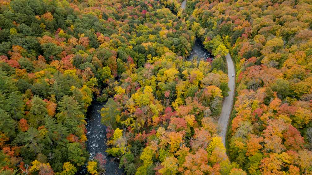 El follaje de otoño en su apogeo a lo largo de una carretera rural en Haliburton.
