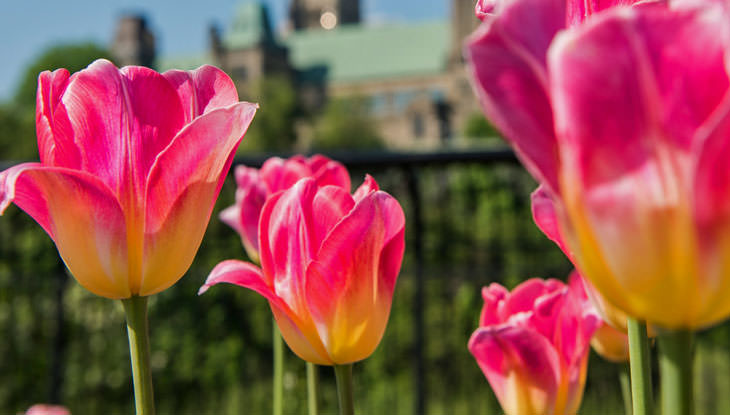 Flores de primavera y festivales de flores | Destination Ontario